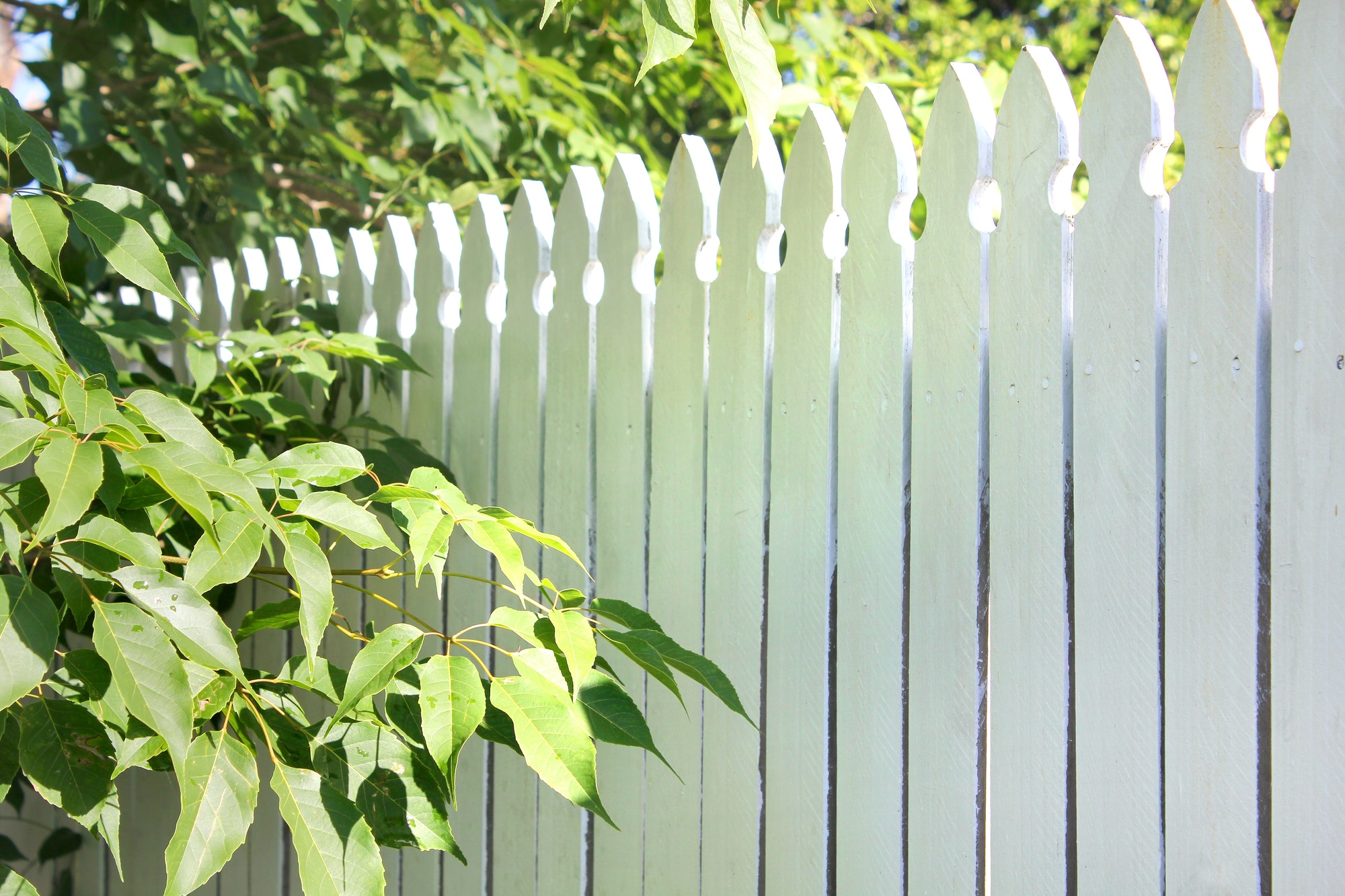 White picket fence in the garden