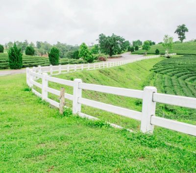 White fence on tea farm